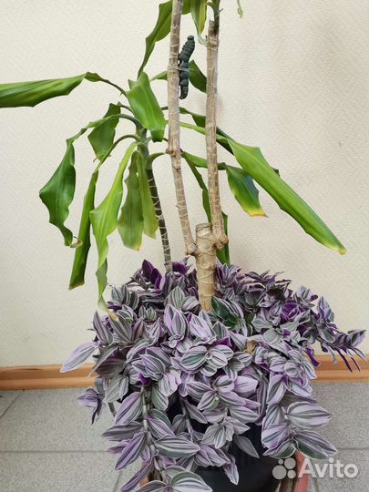 Драцена традесканция