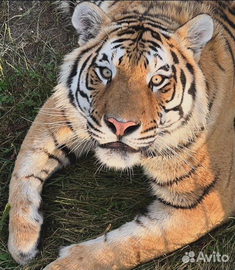 Экскурсия в Абхазию Парк львов+о.Рица