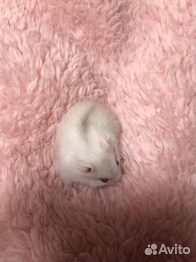 Джунгарский хомяк