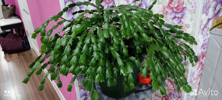 Декабристы,алоэ,розан,денежное дерево