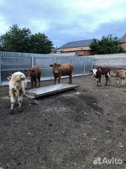 Продаю скот корова три телки и бычок 10 месяцев