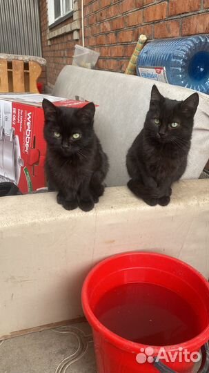 Коты черные, в добрые руки