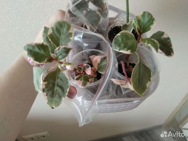 Комнатное растение бальзамин