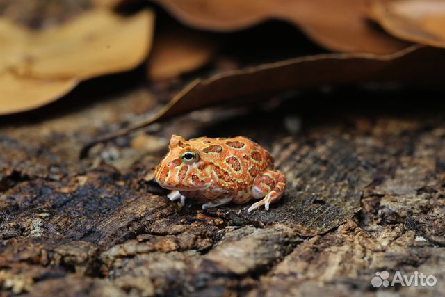 Лягушка рогатка