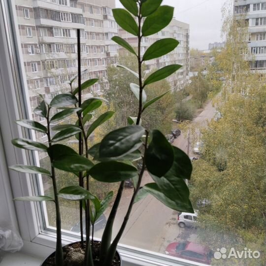 Замиокулькас