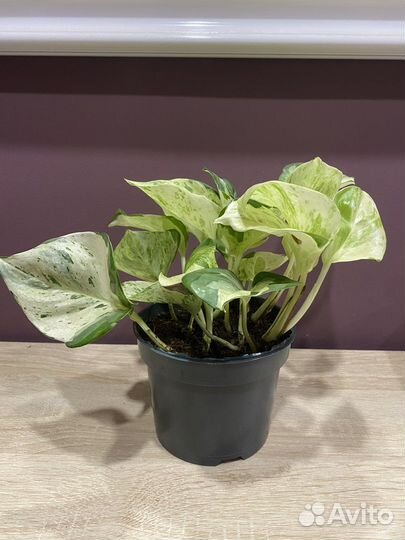 Эпипремнум хеппи лиф