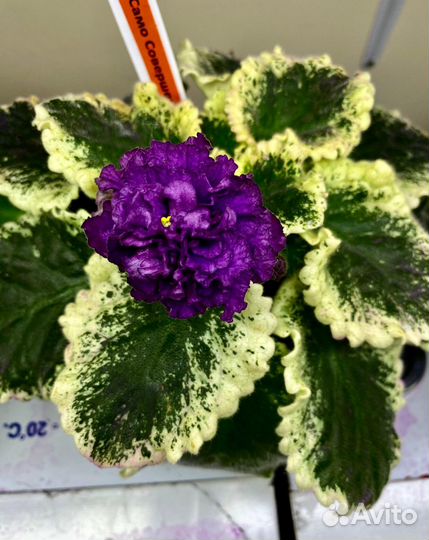 Фиалки сортовые