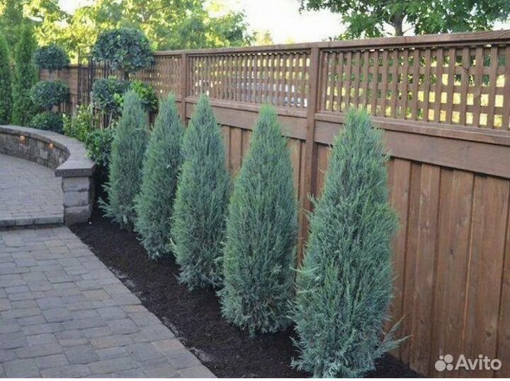 Можжевельник Blue Arrow в Тюмени
