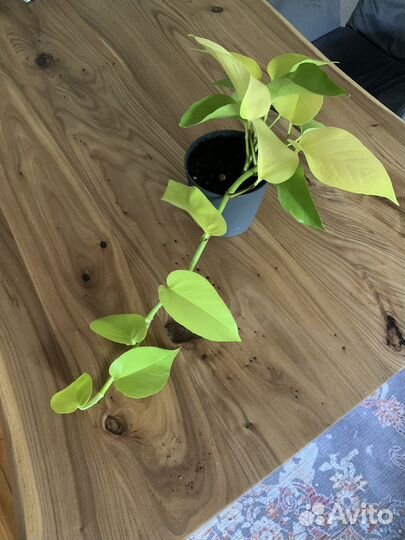 Сциндапсус эпипремнум neon неон лайм голден лотос
