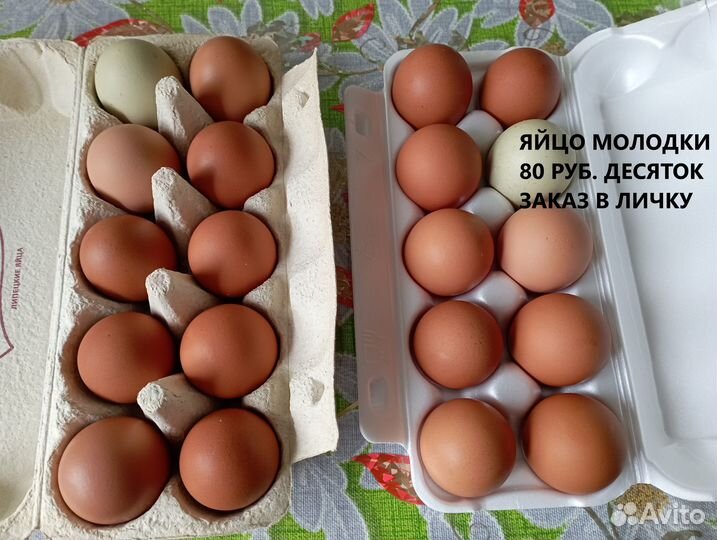 Домашние куриные яйца