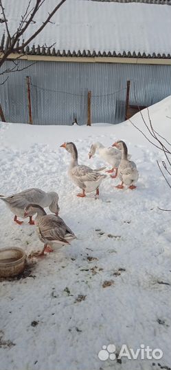 Холмогорские гуси