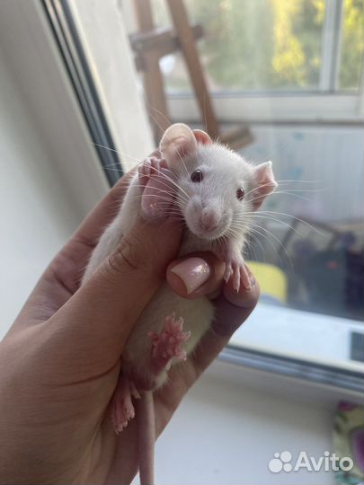 Крысята дамбо