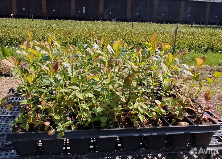 Голубика на доращивание от 1000 шт