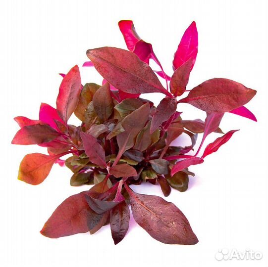 Альтернантера Рейнеки Мини Аквариумное Растение