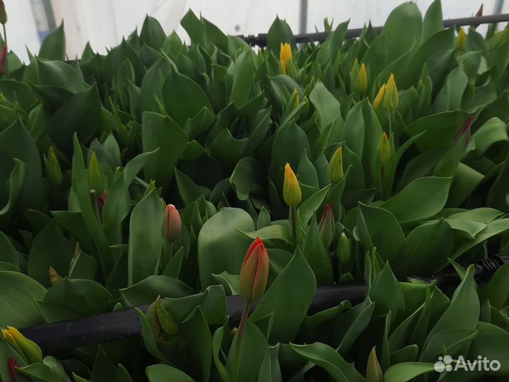 Тюльпаны детки