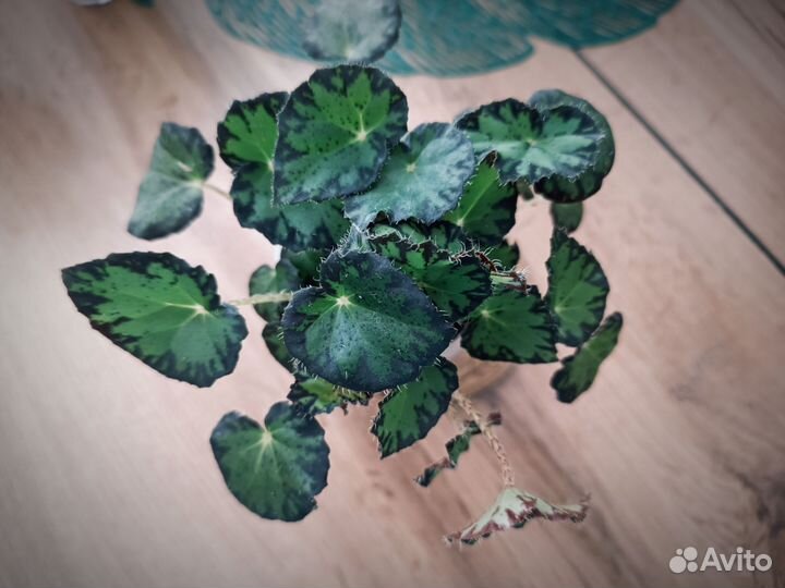 Бегония тигровая (Бауэра)