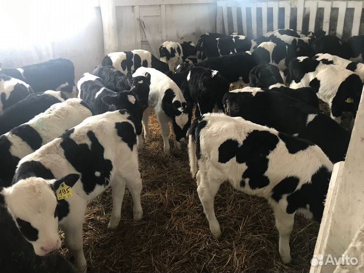 Телята, бычки и телочки