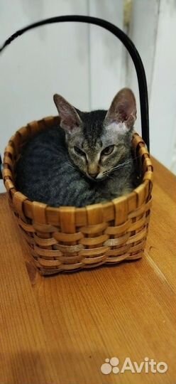 Кошки бесплатно