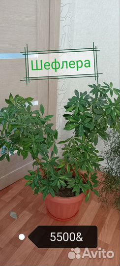 Пальма Юкка