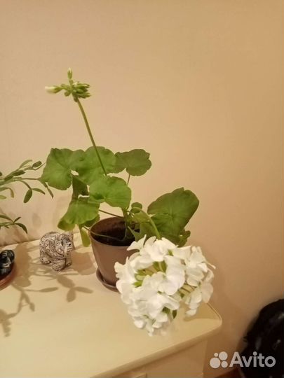 Пеларгония герань