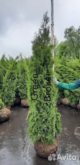 Туя брабант