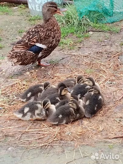 Утка кряква