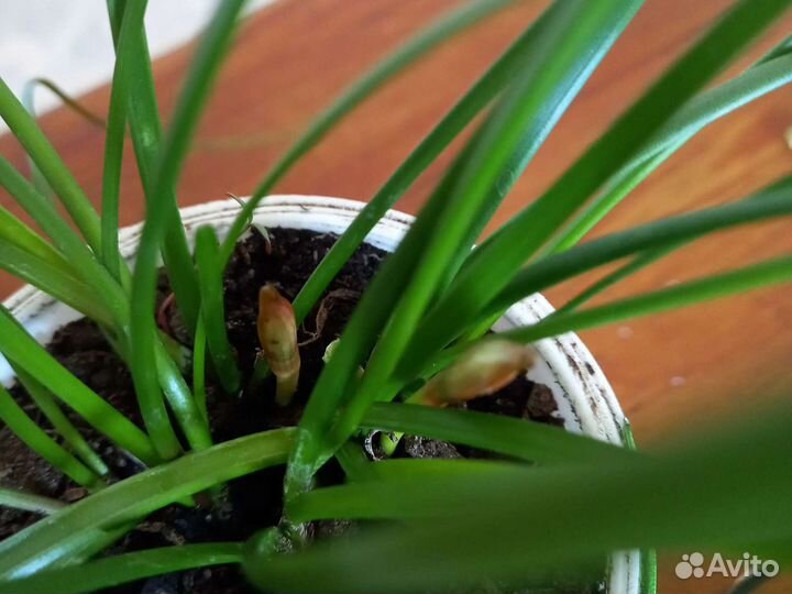 Зефирантес белый