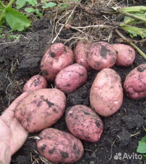 Продам картофель