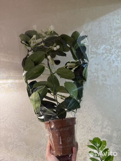 Жасмин стефанотис