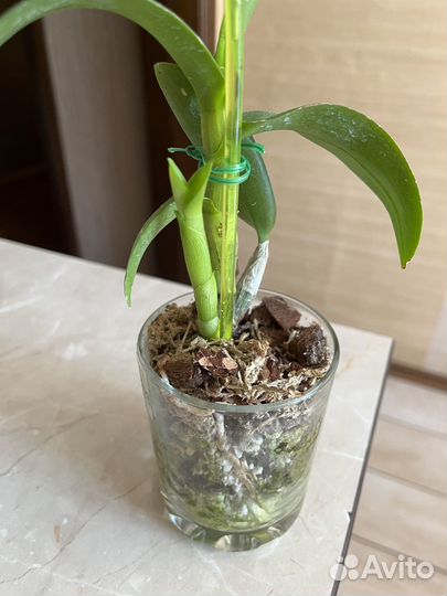 Орхидея дендробиум фаленопсис