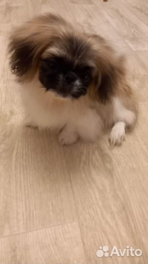 Пекинес, мальчик, 5мес