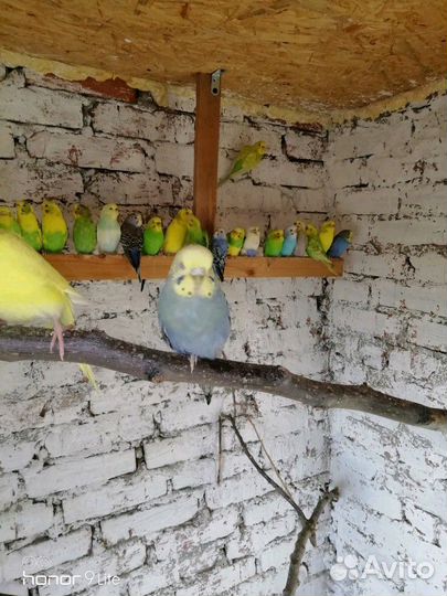 Волнистые попугаи