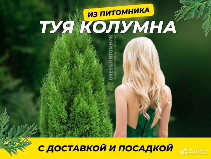 Туя Смарагд для живой изгороди