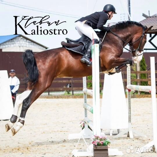 Молодой мерин, готовится к 120-130 см