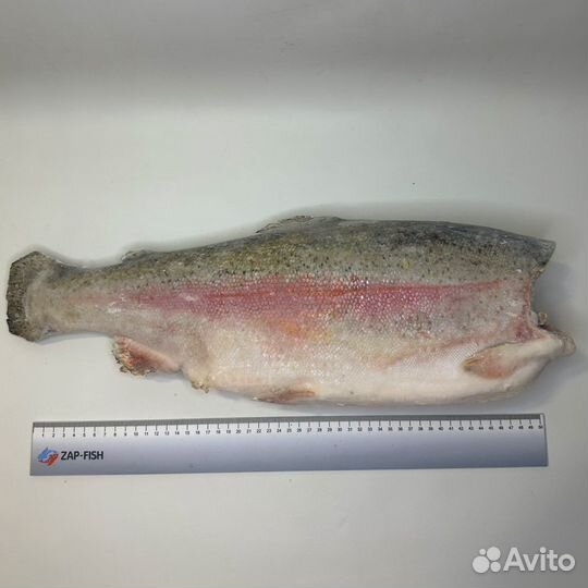 Форель морская