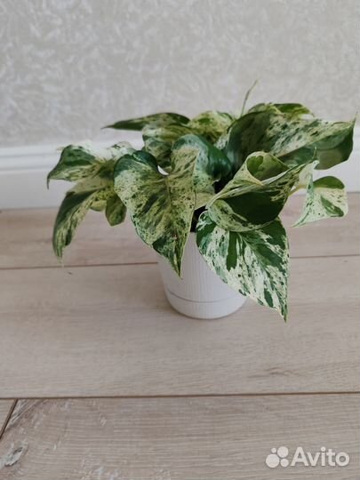 Сциндапсус Марбл Квин,американскаяагава,Сингониумы