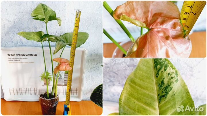 Сингониум, филодендрон, ваниль, рипсалис, эпипремн