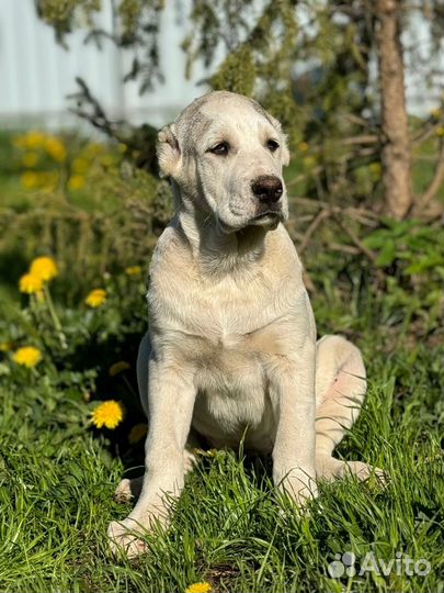 Среднеазиатская овчарка (алабай) с документами