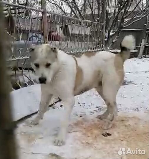 Кобель алабая для вязки