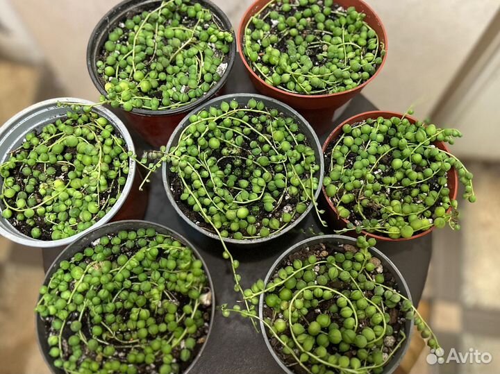 Крестовник Роули