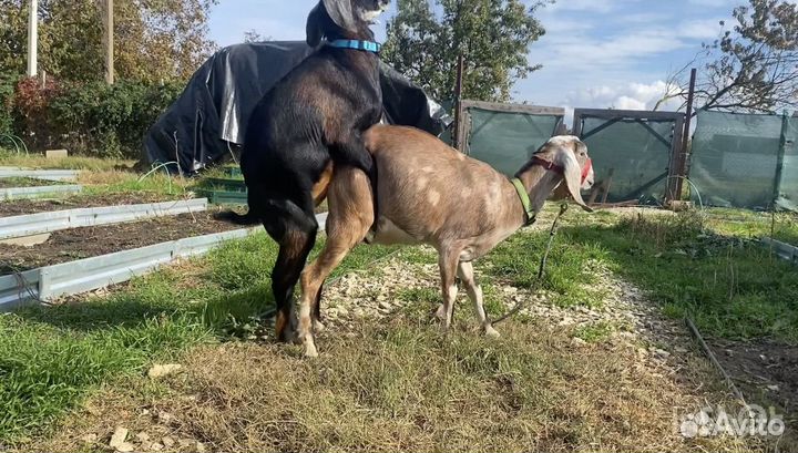 Англо нубийский козел вязка