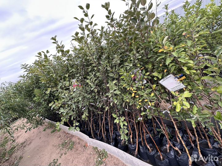 Саженцы плодовых деревьев