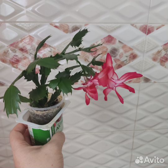 Комнатные цветы