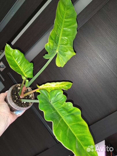 Филодендрон серратум splash