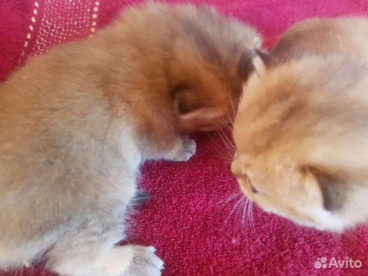 Золотые шиншиллы котята