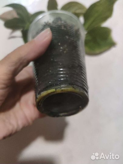 Сингониум Регина ред