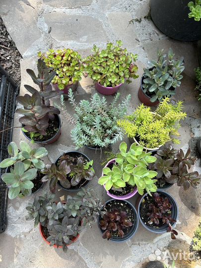 Растения для альпийской горки