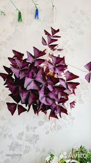 Кислица, баттерфляй