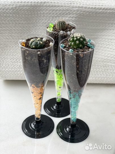 Кактус дизайнерский (часть 1)