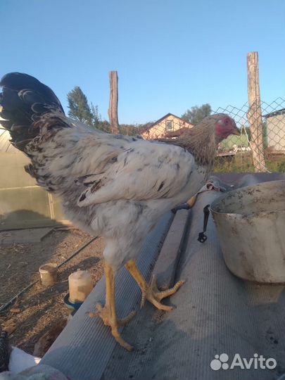 Домашняя птица